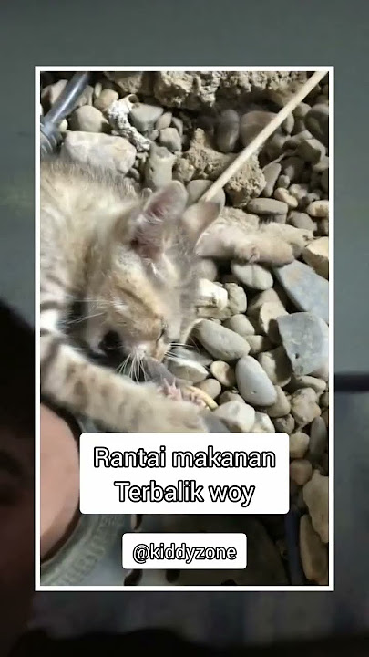 koceng #music #dance #love #cat #dj #shortvideo #fypviralシ #lucu #ngakak #kocak #funny #short #trend