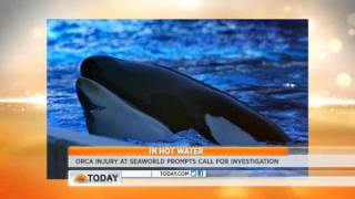 Orca whale injured at SeaWorld sparks concern.