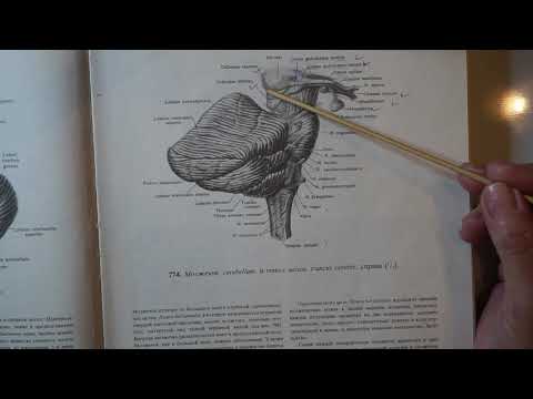 Diencephalon i III moždana komora - predavanje iz Anatomije i fiziologije