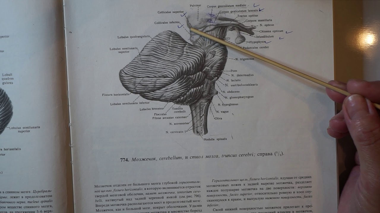 Diencephalon i III moždana komora - predavanje iz Anatomije i fiziologije