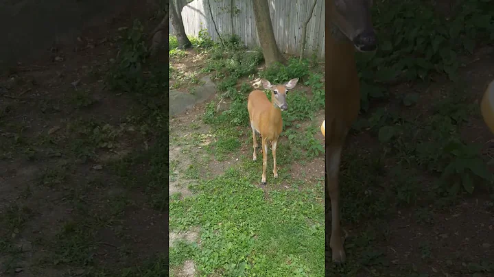 Feeding the deer again
