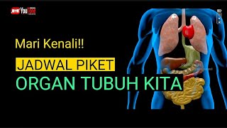 Perlu Tahu!! JADWAL KERJA ORGAN DALAM TUBUH KITA