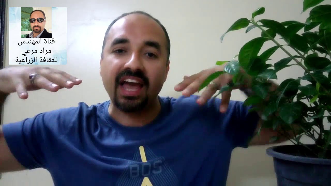 نباتات وحر الصيف طرق حماية والرى والتسميد Summer heat حلقة 212