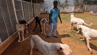 63 Harlequin Great Dane है इस Banglore के Dog Kennel में