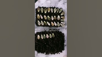 Succulent propagation #plant #shortvideo #shorts #viralmalaysia #succulentarrangement  #malaysia