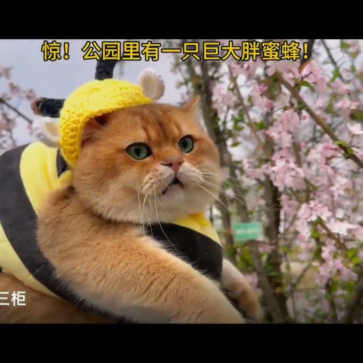 Tiba-tiba, muncul lebah berbulu. Awas disengat!! π #shortsfeed #cat #kucing #shorts