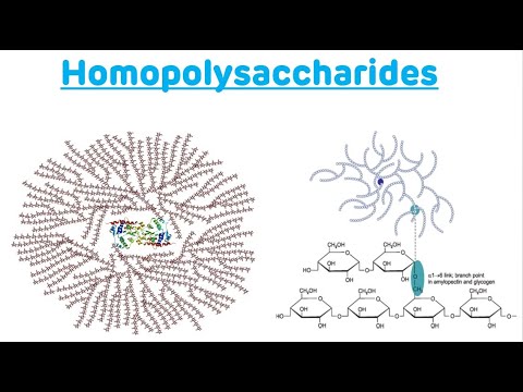 Homopolysaccharides || Homopolysaccharides Biochemistry