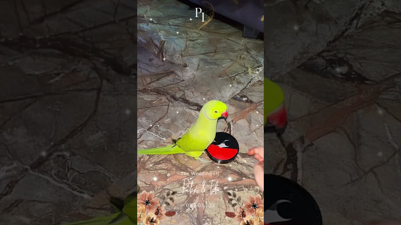 #trending 🦜🦜🦜🦜