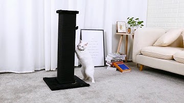 Cat Toy-Cat Furniture-Cat Scratching Tree - PAWZ Road