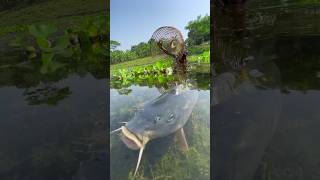 Best polo fish hunting #bigfish #fishing #shorts