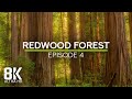 Calming Ambience of Largest Trees on Earth - Sounds of Redwood Forest - 8K Echoes of the Ages - #4