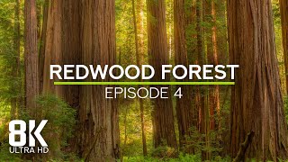 Calming Ambience of Largest Trees on Earth - Sounds of Redwood Forest - 8K Echoes of the Ages - #4