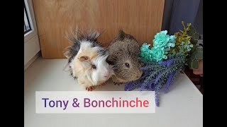 Морские свинки. Tony & Bonchince