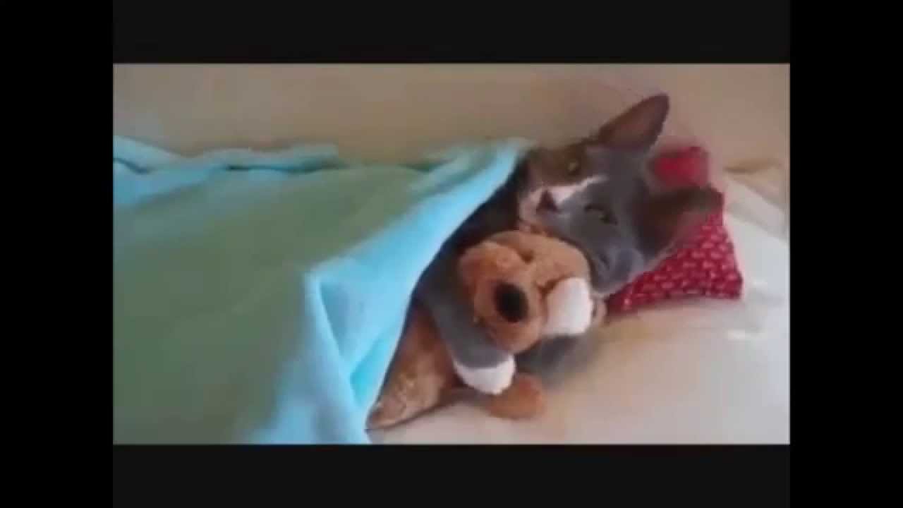 Lustige Videos Zum Totlachen Auf Deutsch ★Lustige Videos Zum Totlachen Deutsch 2015 Funny Videos, Witzige Videos