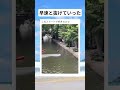 川渡りサーフィン#面白い #おもしろ #tiktok #Twitter #2ch #5ch