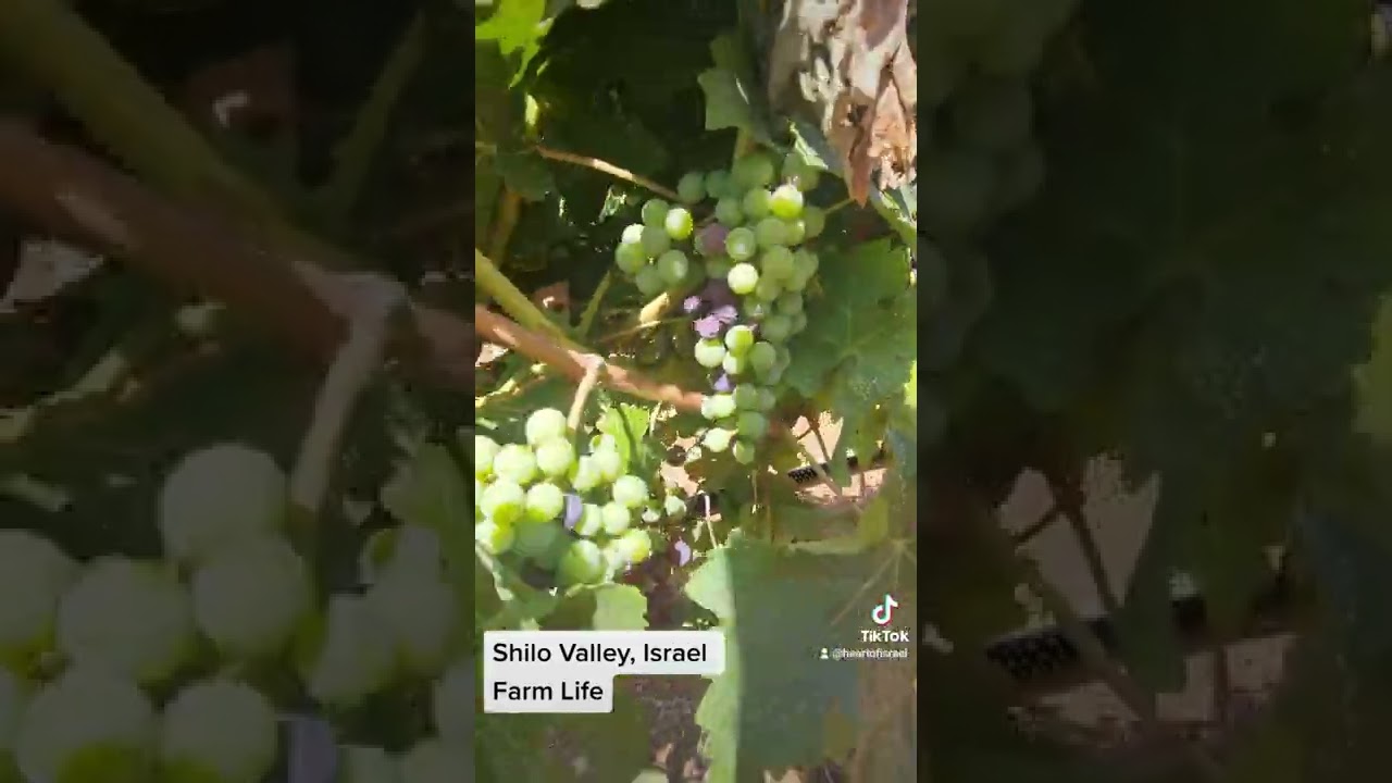 Farm Life in Shiloh, Israel. Grapes finally turning purple!