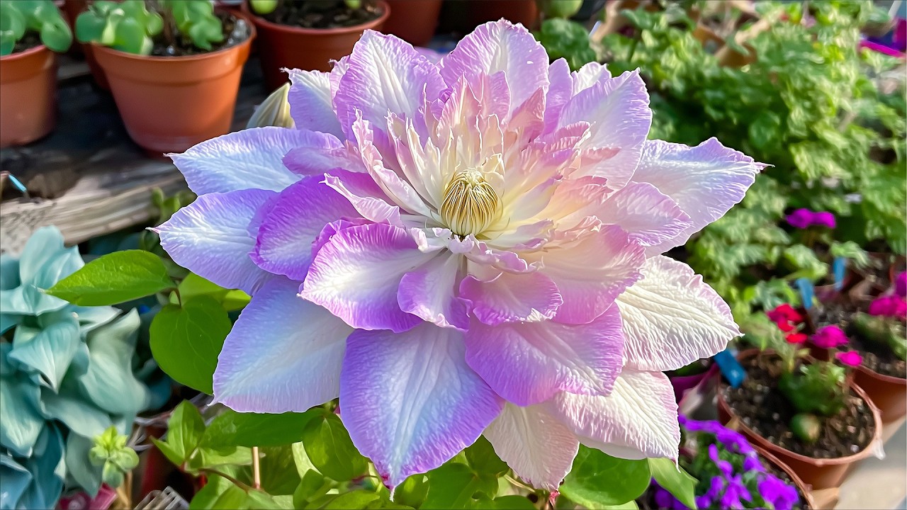 Терапевтическая музыка от стресса 💜 Редкий цвет клематиса ~ Избавьтесь от тревоги и очиститесь от...