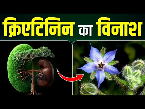 🌡️ क्रिएटिनिन का विनाश करेगी ये जड़ीबूटियां 🌿🎍🍃 | Ayurvedic Medicine for Kidney | Karma Ayurveda