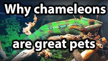 5 reasons why chameleons make great pets