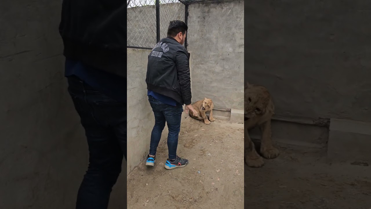 Dangerous Lion Cub Doesn't Wants his Medicine | Nouman Hassan |