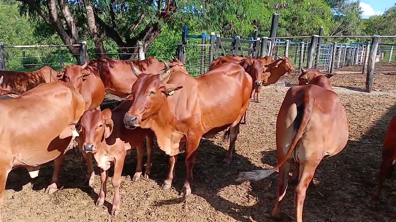 7 de fevereiro de 2026