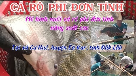 Hướng dẫn cách nuôi cá rô phi