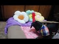 a dachshund  play whack-a-treat for first time #dackel #ダックスフンドライフ #tacskó