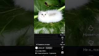 моё тёмное животное гусеницамилка#