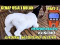 Part 5 proses penimbangan domba dorper sheep kusumo sobo kandang peternak muda selopuro blitar