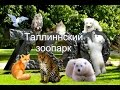 Таллиннский зоопарк.Тигр.