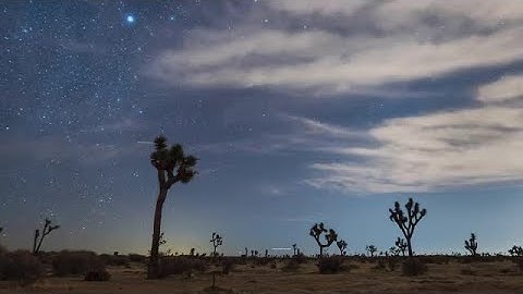 Joshua Tree Starry Night Stock Video