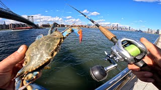 видео: Черная рыба в Нью-Йорке использует в качестве приманки синего краба картинка: Черная рыба в Нью-Йорке использует в качестве приманки синего краба