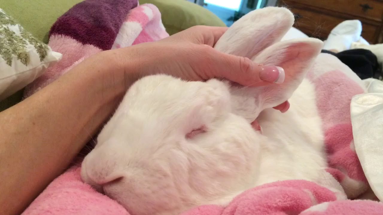 Bingaling Bunnybox’s Google Bunny snores as he naps