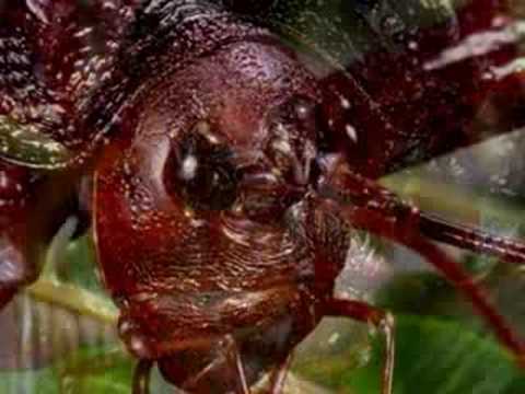 Mahoenui Weta, thought extinct