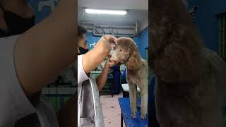 Giant poodle grooming #dog #grooming #pet #dog #giantpoodle #poodlegrooming #groomer #doglover