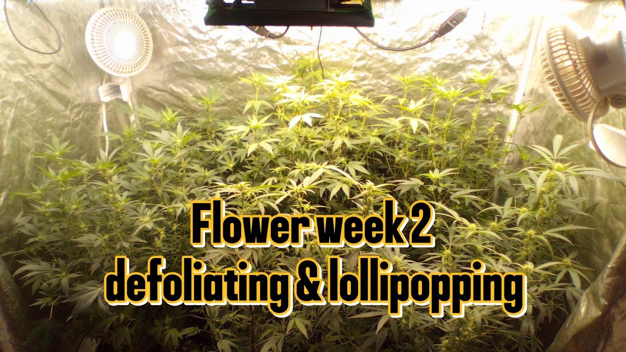 2×4 grow week 2. flower - YouTube