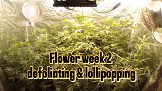 2×4 grow week 2. flower