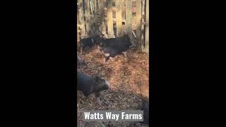 Piglets Hotwire #Shorts by Watts Way Farms 85 views 2 years ago 1 minute