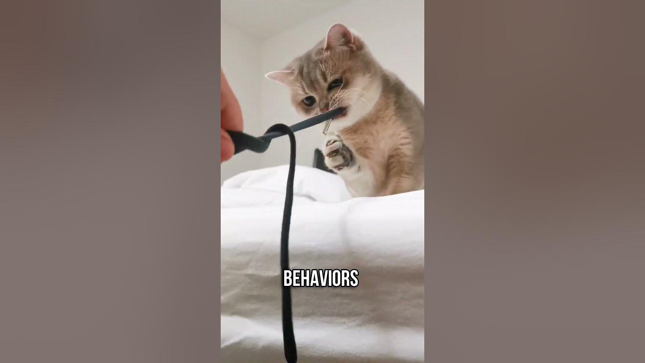 💖Why Cats are Obsessed with Strings? 🐱🧵 YouTube