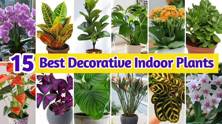 Top 15 Best DECORATIVE Indoor Plants|Stylish &Beautiful Houseplants For Decoration @PlantandPlanting