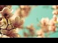 Магнолия - релакс видео HD. Magnolia - relaxing video HD