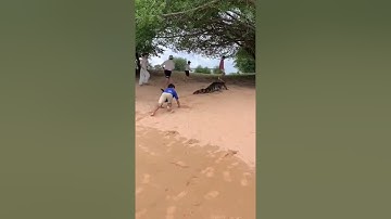 Tập 273: 🐊 Khi Cá Sấu Lên Bờ Và Cái Kết Không Ai Ngờ 🤣🤣 #CáSấuLênBờ #casaulenbo #giảitrí #cásấu