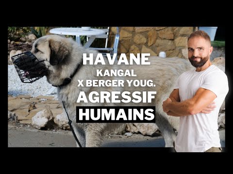 Kangal x Berger Yougoslave agressif humain : Chien incompris EP 5