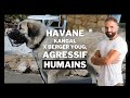 Kangal x berger yougoslave agressif humain  chien incompris ep 5