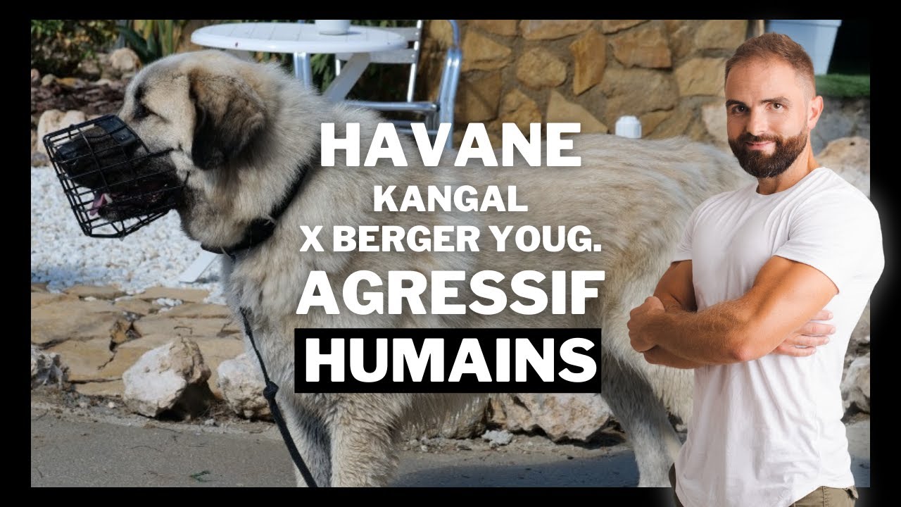 Kangal x Berger Yougoslave agressif humain  Chien incompris EP 5