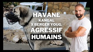 Kangal x Berger Yougoslave agressif humain : Chien incompris EP 5