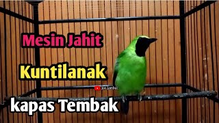 Masteran Cucak Ijo Rasa Mesin Jahit kuntilanak Sambung Kapas Tembak