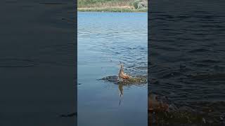Вот это поклевка!!!! #карась #carpfishing