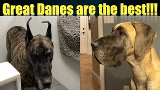 Great Danes are the Best!!!