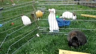 The Tuscarawas County Humane Society bunnies - DURING our 6 hours of work